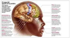 mapa del cerebro humano